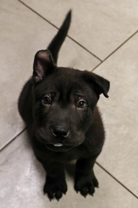 Quill, a Adoptable mixed breed in TUCSON, AZ image 2/4