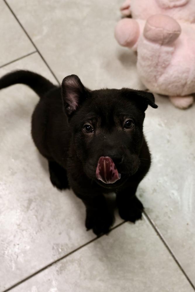 Quill, a Adoptable mixed breed in TUCSON, AZ image 4/4