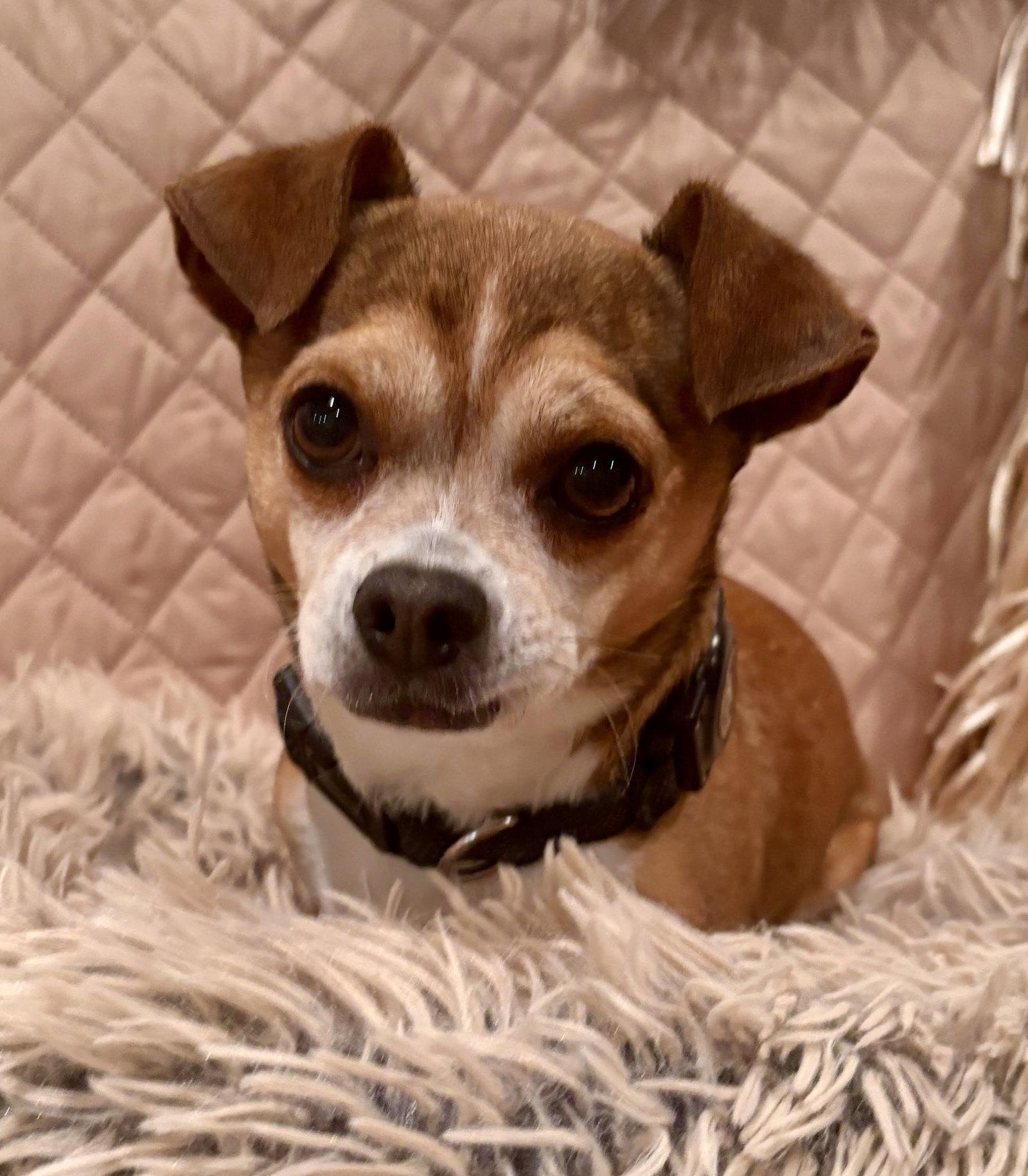 Tipi, Adoptable, Senior Male Chihuahua & Pekingese.