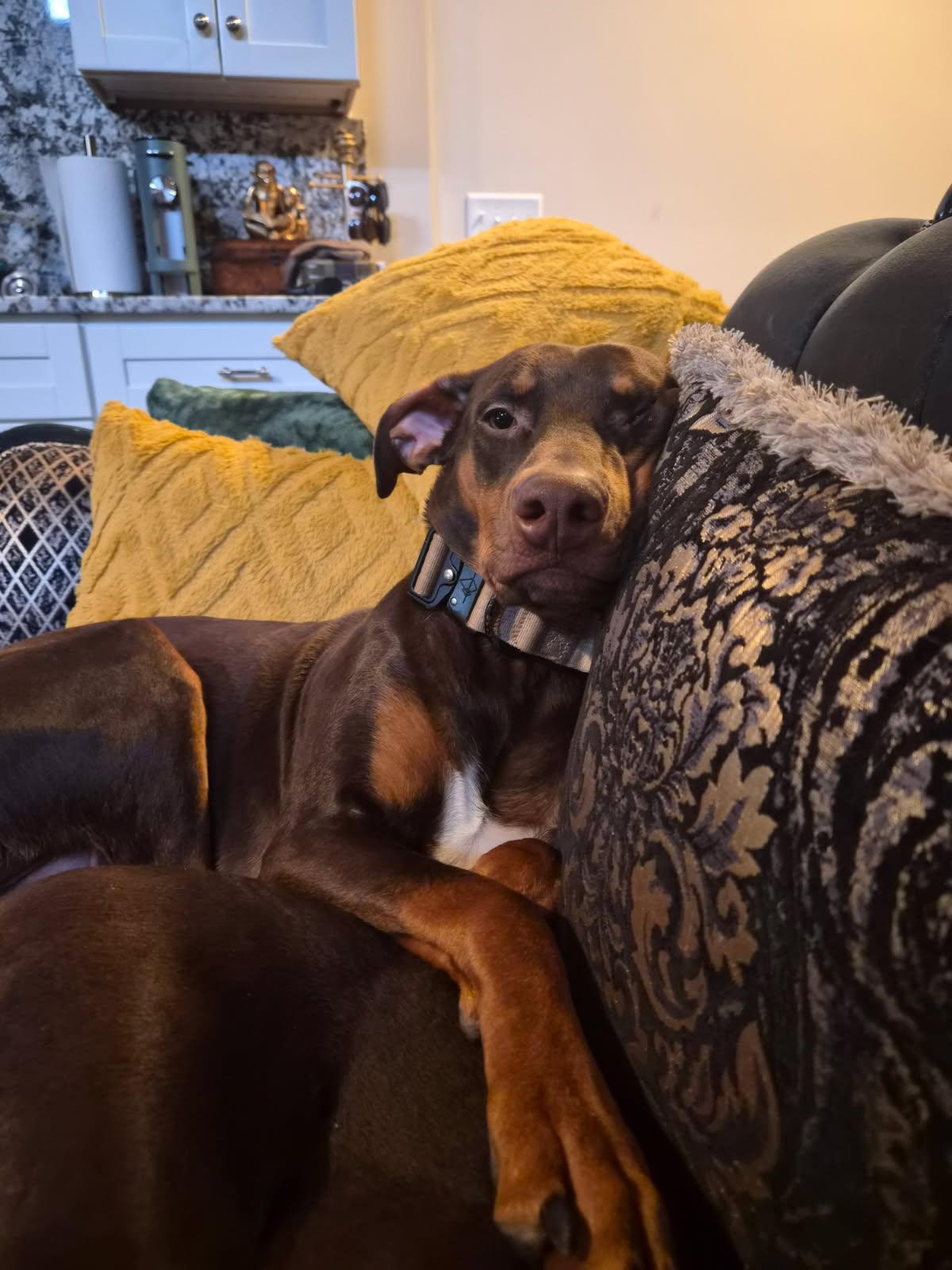 Enlarge Kinsey, a Adopted Doberman Pinscher in Minneapolis, MN image 3/3