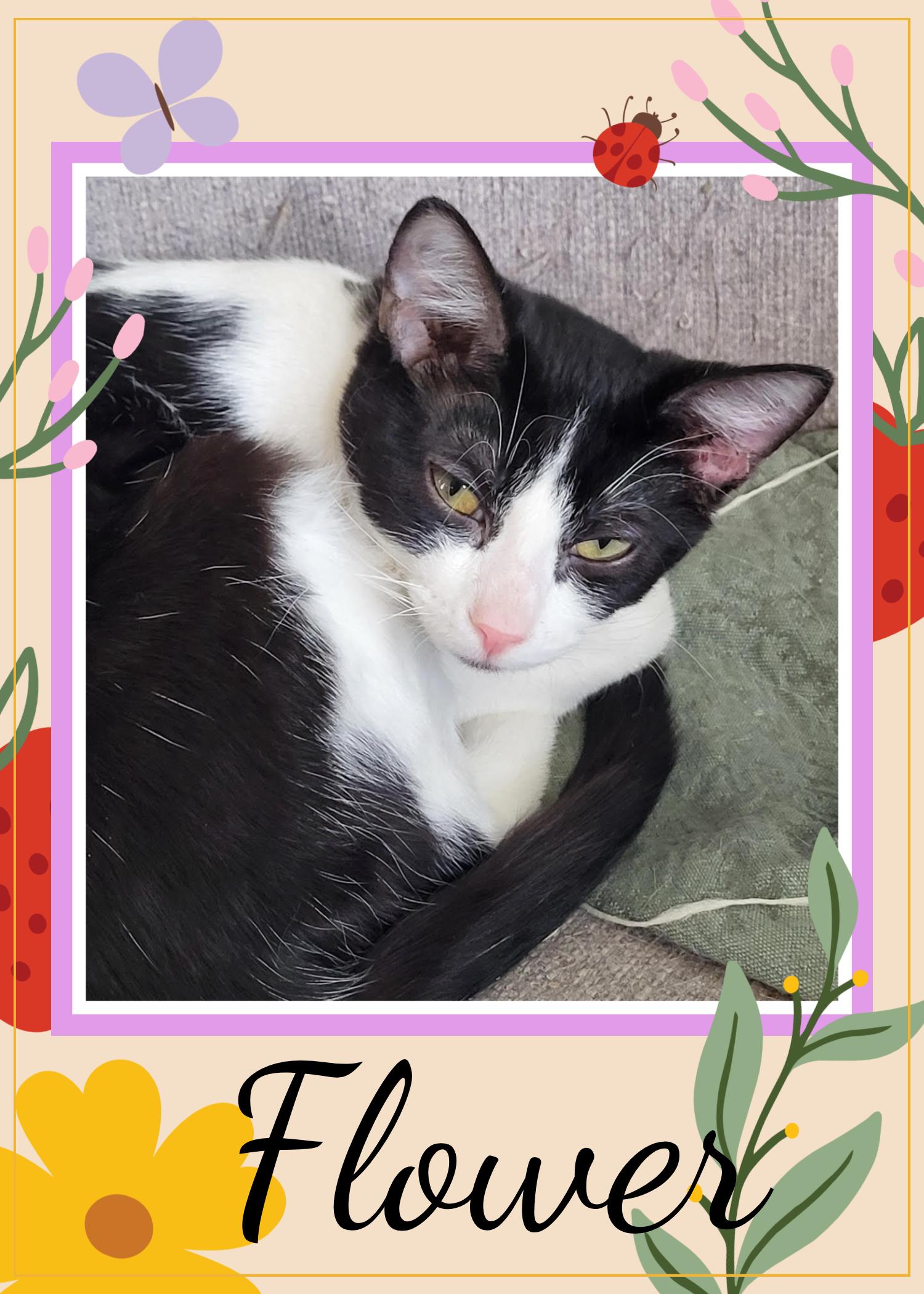 Flower, a ADOPTABLE Domestic Short Hair in Valley City, ND image 1/4