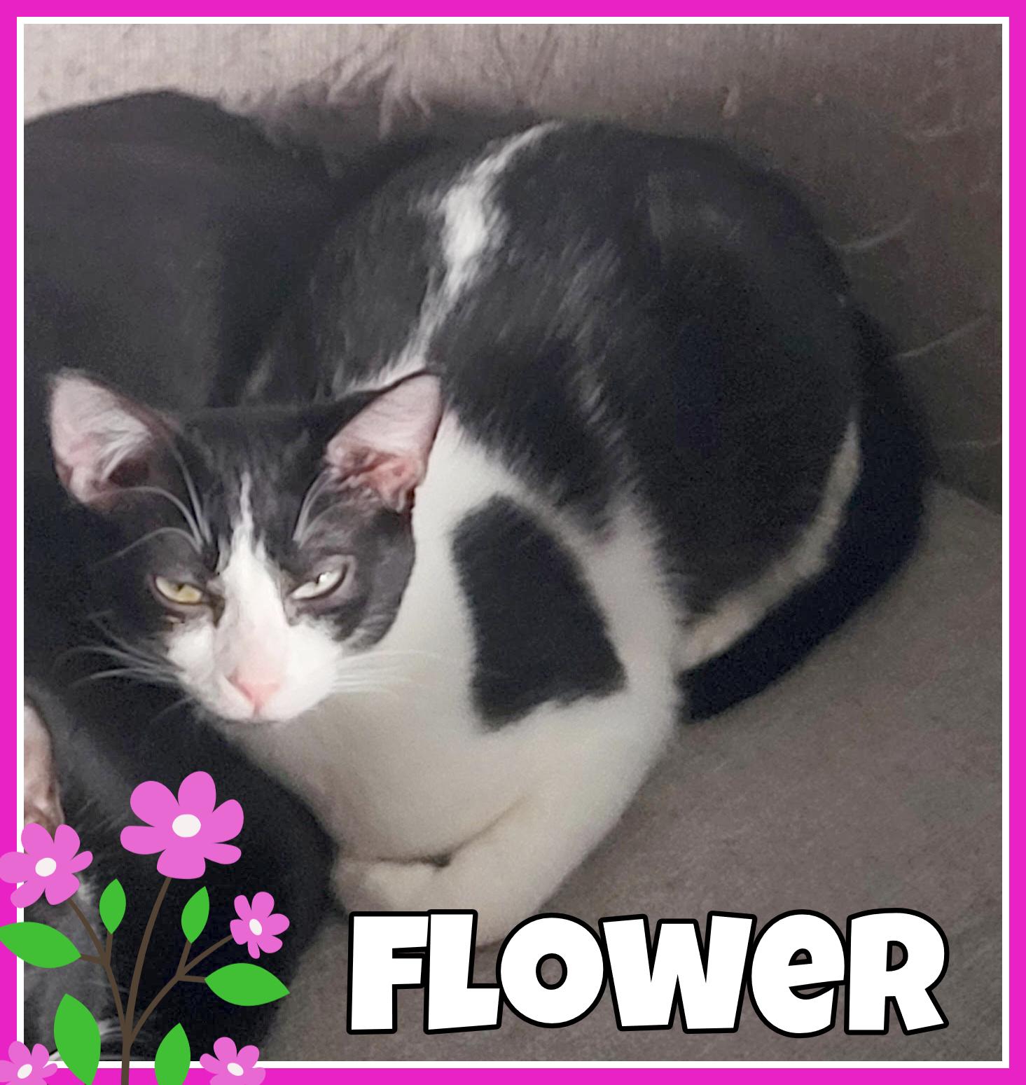 Flower, a ADOPTABLE Domestic Short Hair in Valley City, ND image 4/4