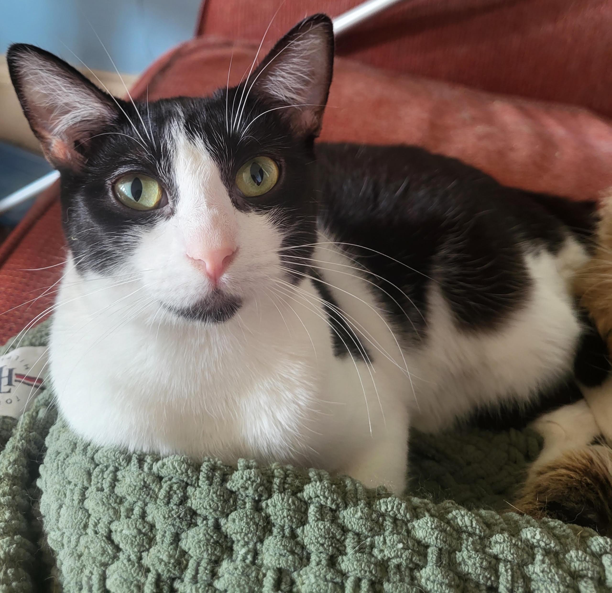 Enlarge Flower, a ADOPTABLE Domestic Short Hair in Valley City, ND image 1/4