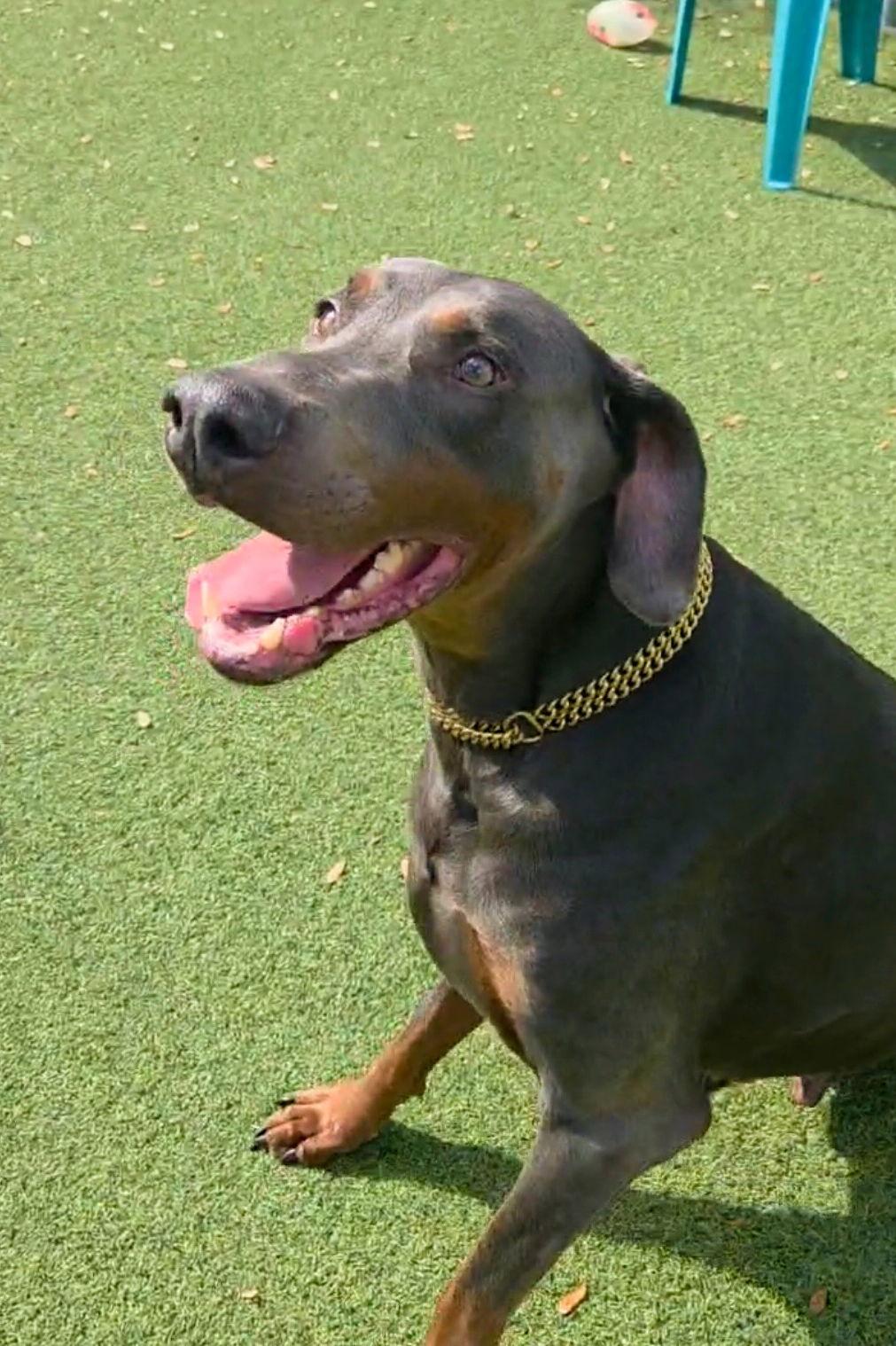 Bolt 3528, Adoptable, Young Male Doberman Pinscher.