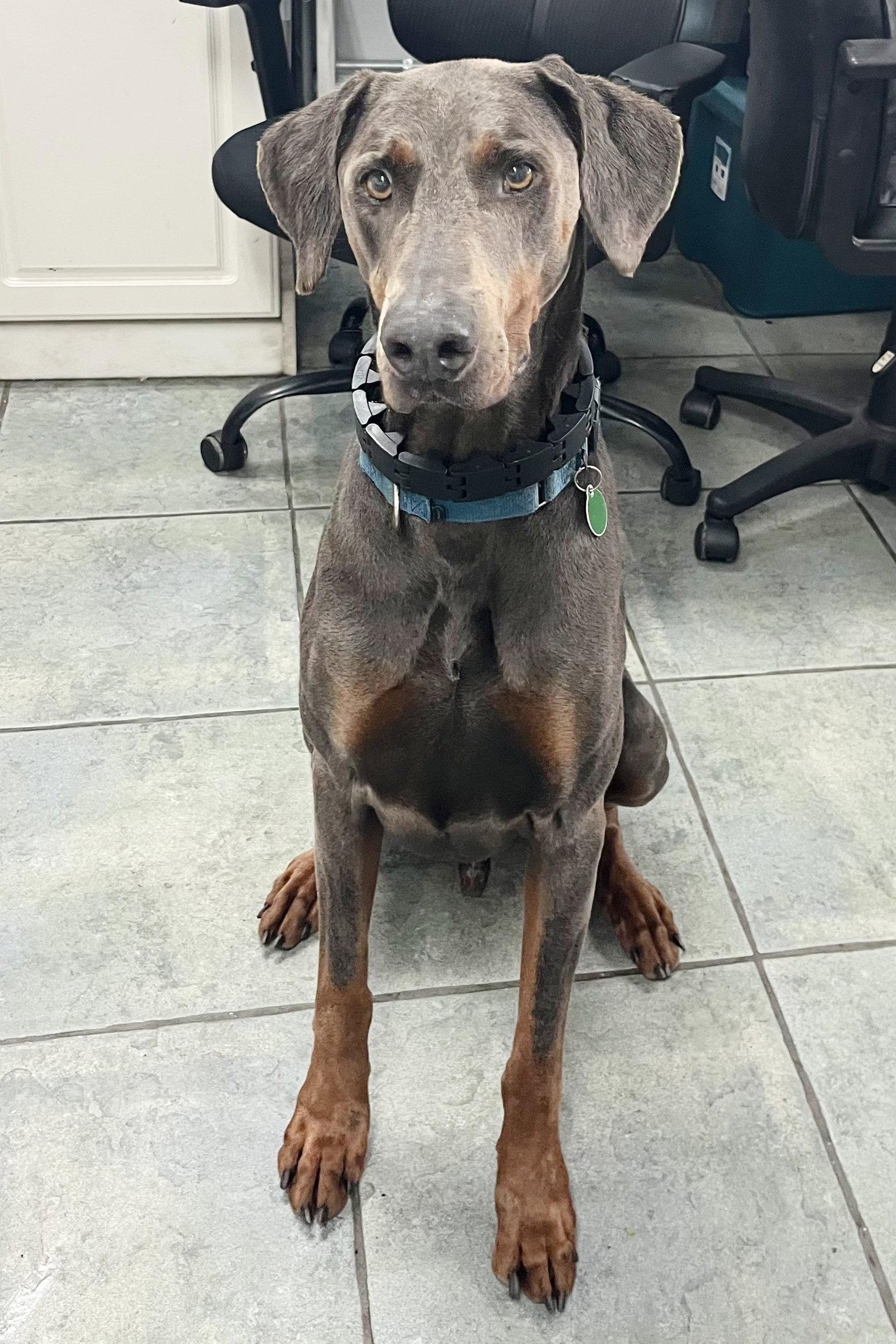 Bolt 3528, Adoptable, Senior Male Doberman Pinscher.