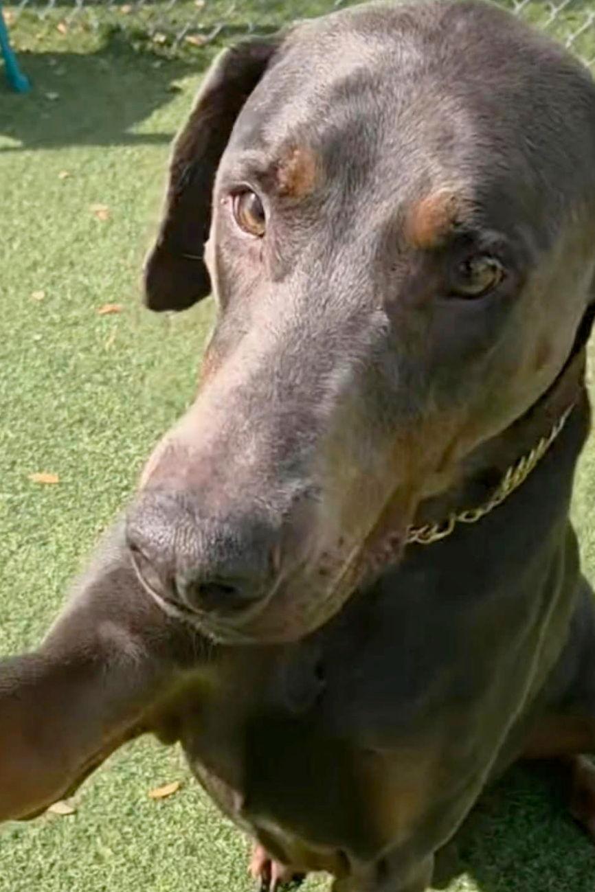 Enlarge Bolt 3528, a Adoptable Doberman Pinscher in Oakland Park, FL image 1/3