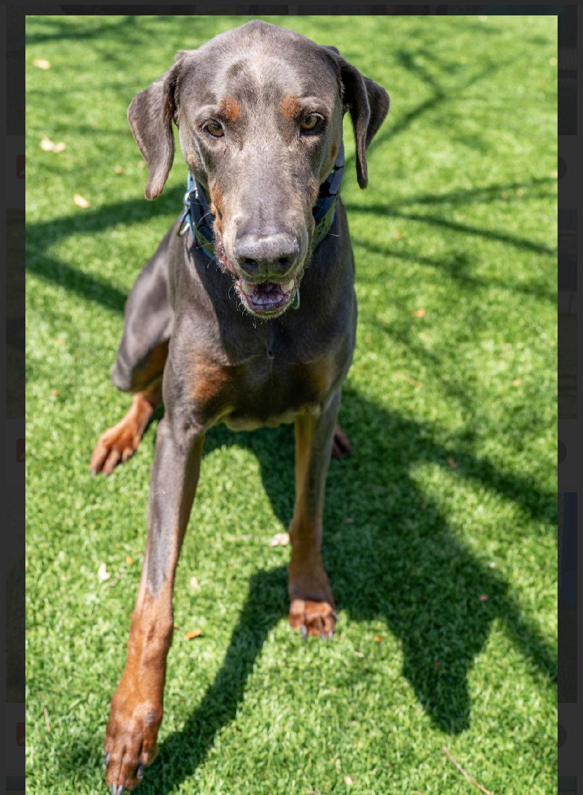 Enlarge Bolt 3528, a Adoptable Doberman Pinscher in Oakland Park, FL image 3/3
