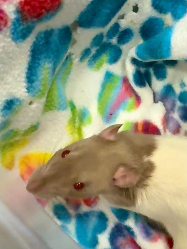 Enlarge Hoodwink, a Adoptable Rat in Indianapolis, IN image 1/1