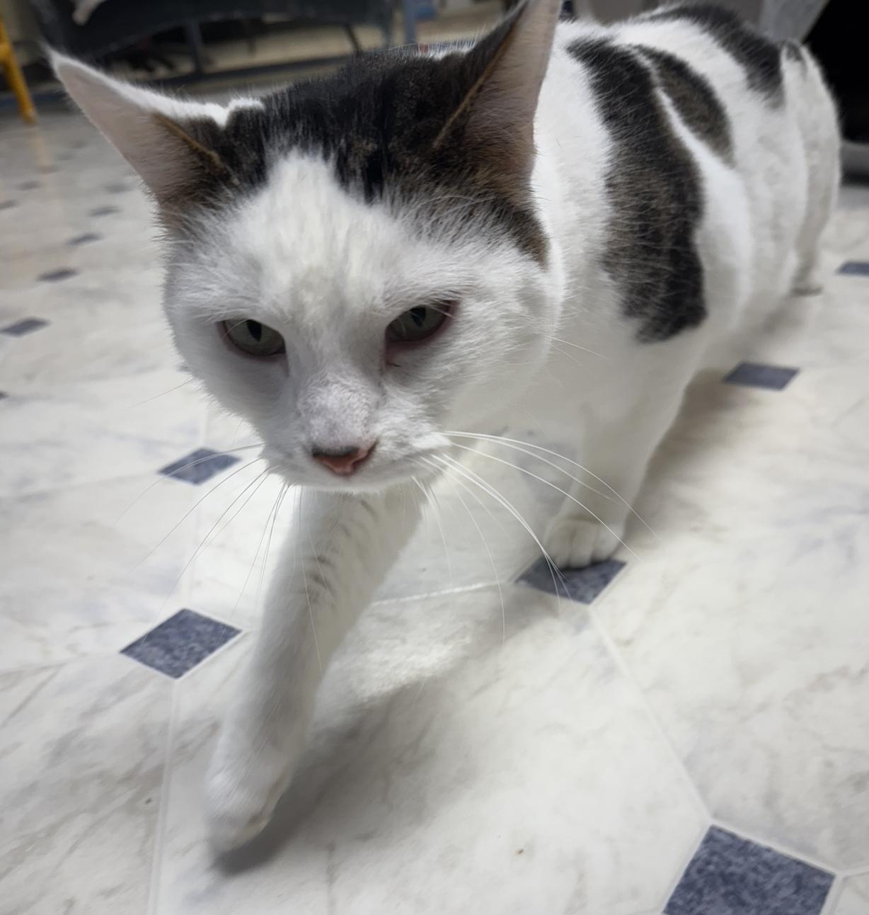 Enlarge Cocaine, a Adoptable Domestic Short Hair in Coralville, IA image 1/1