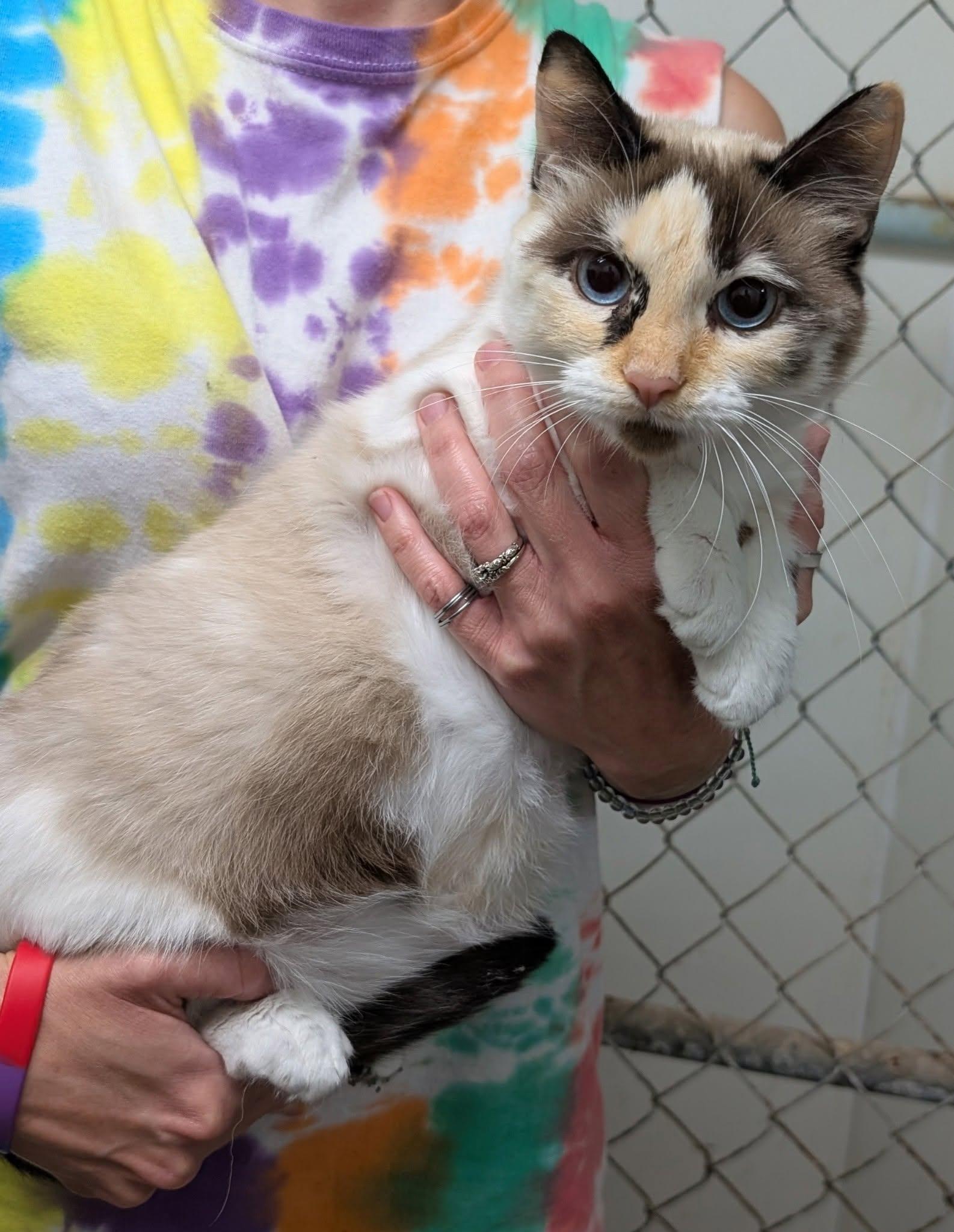 Pearl, a ADOPTABLE mixed breed in Metropolis, IL image 3/3