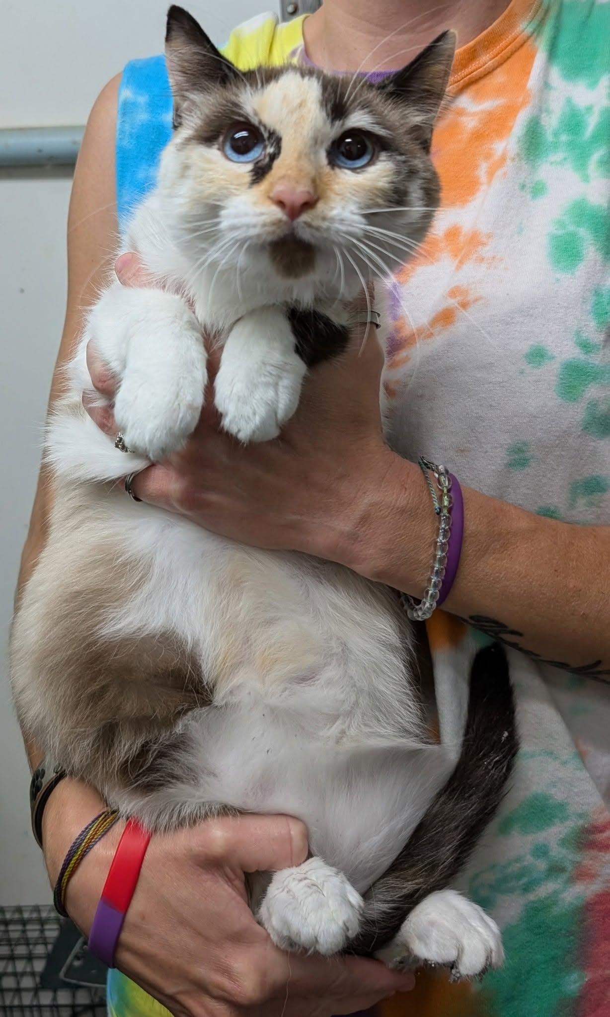 Pearl, a ADOPTABLE mixed breed in Metropolis, IL image 2/3