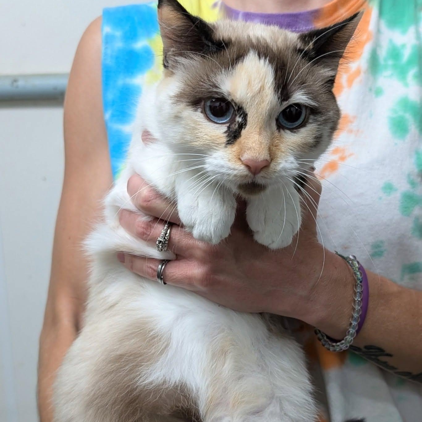 Pearl, ADOPTABLE, Young Female Siamese & Domestic Short Hair.
