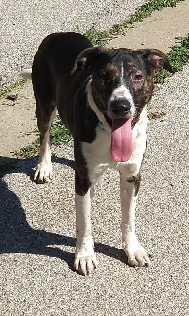 Liam Estill boy sponsorship fee, a Adoptable mixed breed in Lexington, KY image 6/6