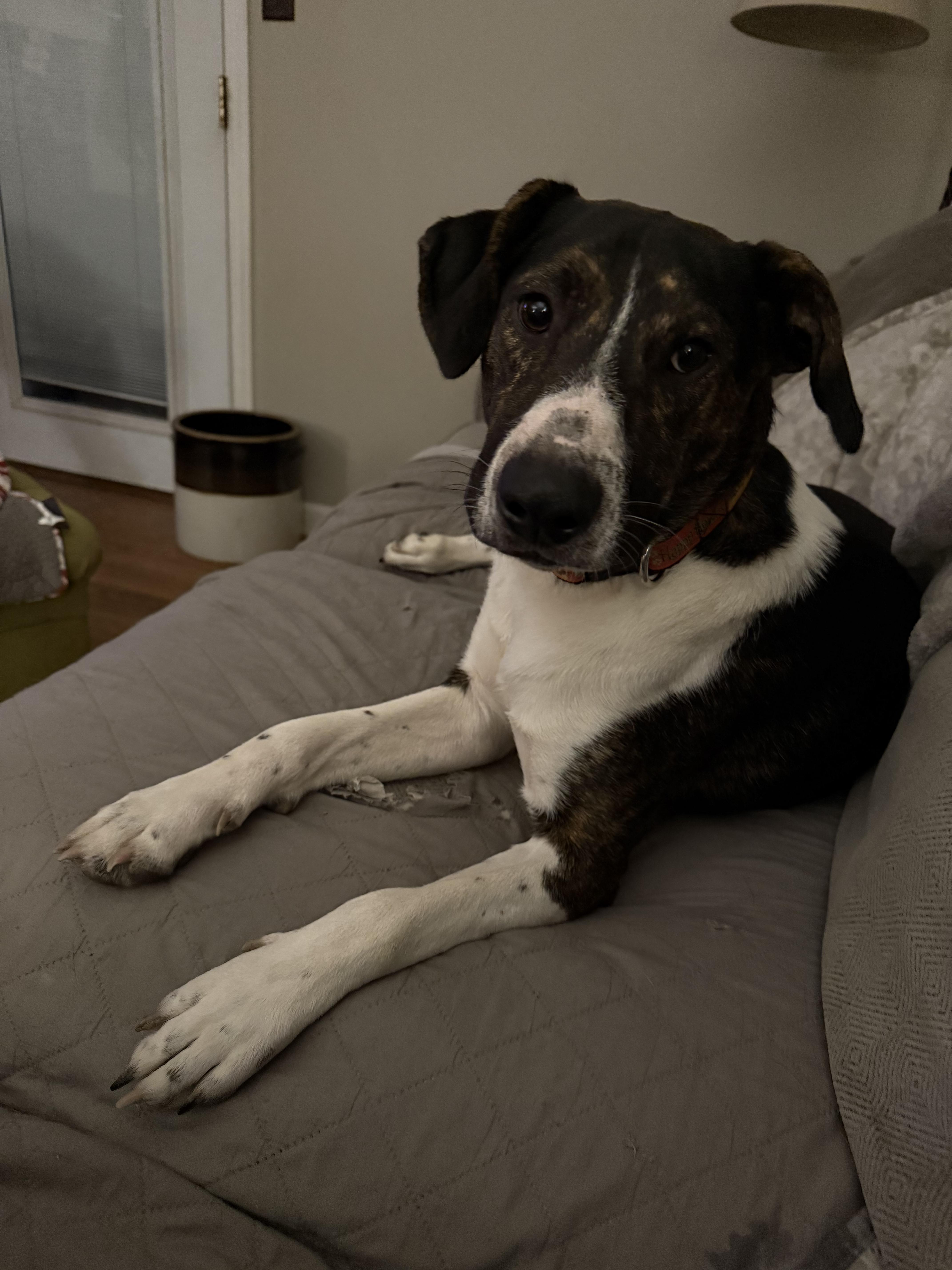 Liam Estill boy sponsorship fee, a Adoptable mixed breed in Lexington, KY image 1/6