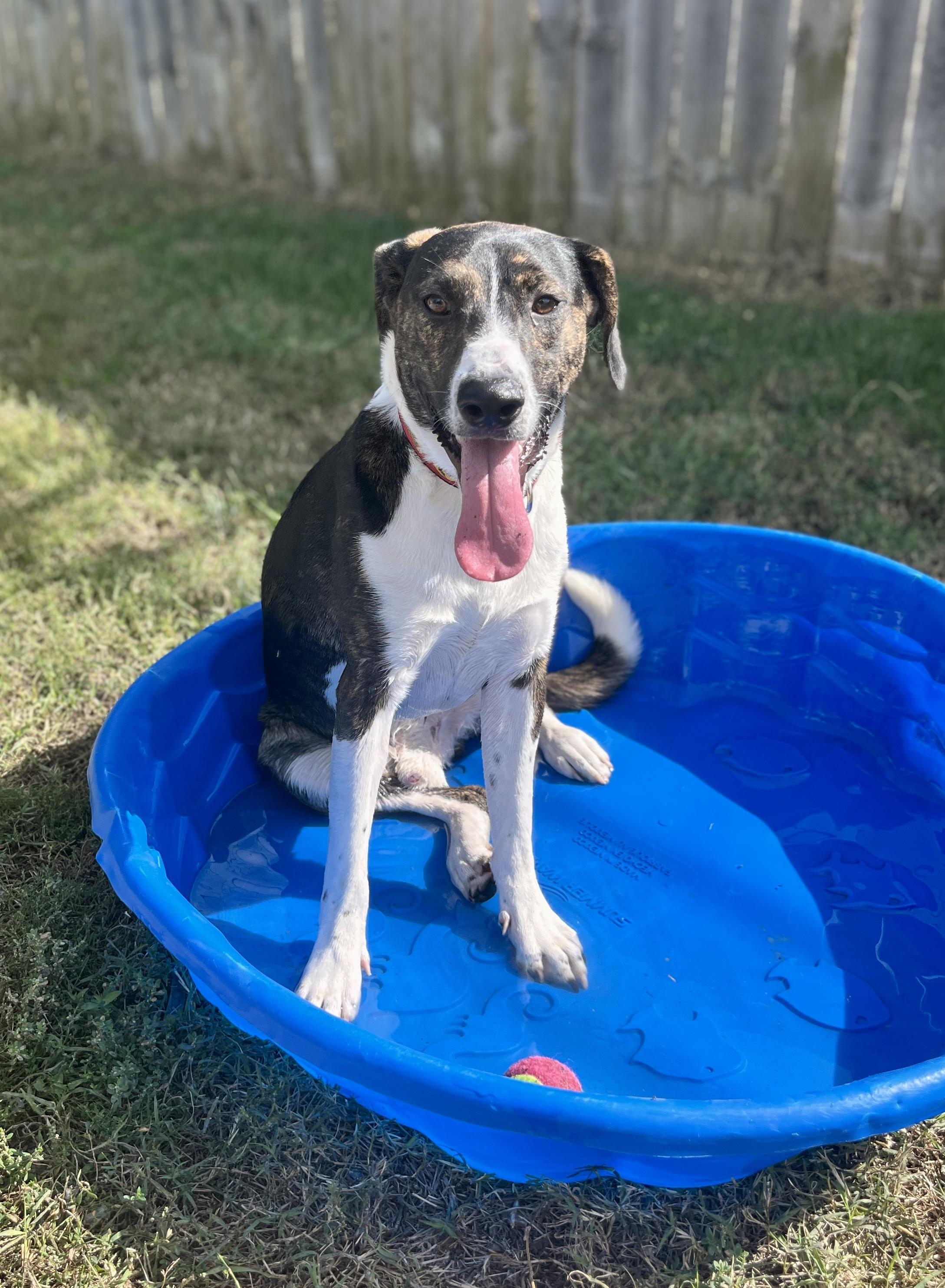 Liam Estill boy sponsorship fee, a Adoptable mixed breed in Lexington, KY image 2/6