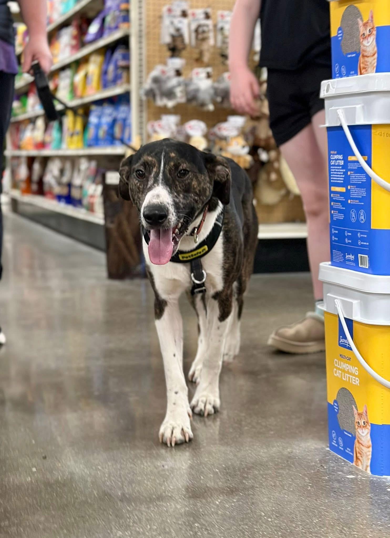 Liam Estill boy sponsorship fee, a Adoptable mixed breed in Lexington, KY image 3/6