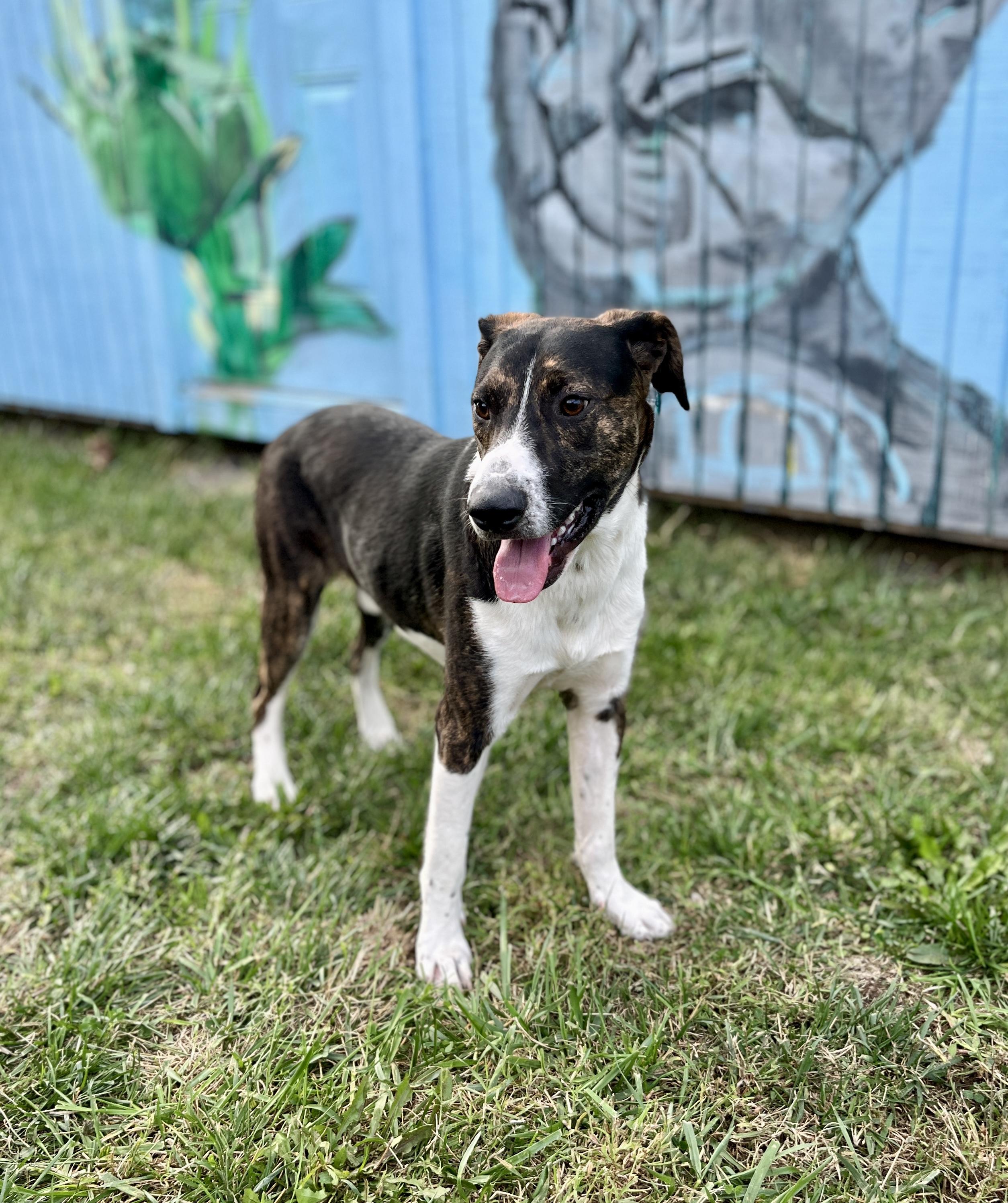 Liam Estill boy sponsorship fee, a Adoptable mixed breed in Lexington, KY image 4/6