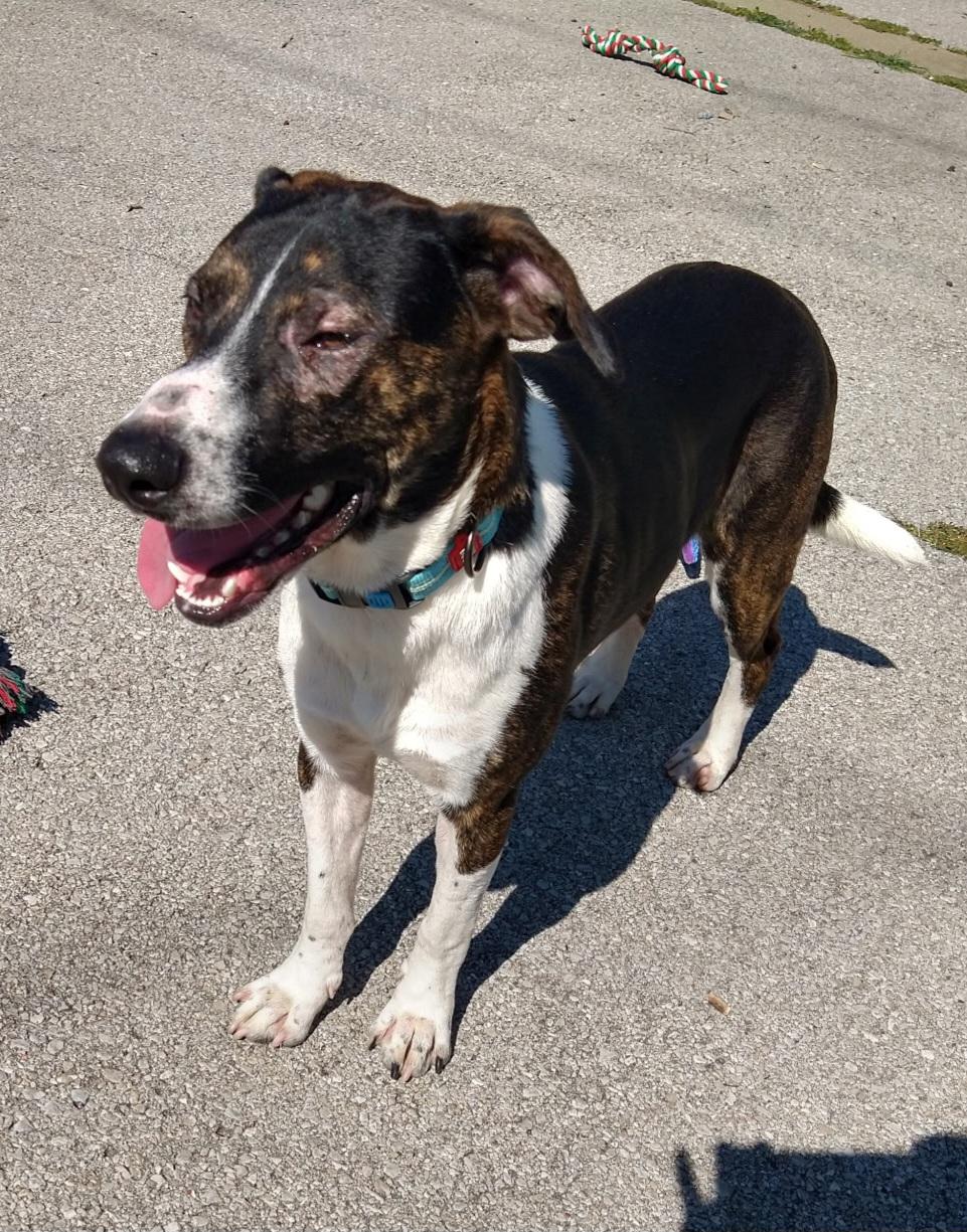 Liam Estill boy sponsorship fee, a Adoptable mixed breed in Lexington, KY image 5/6