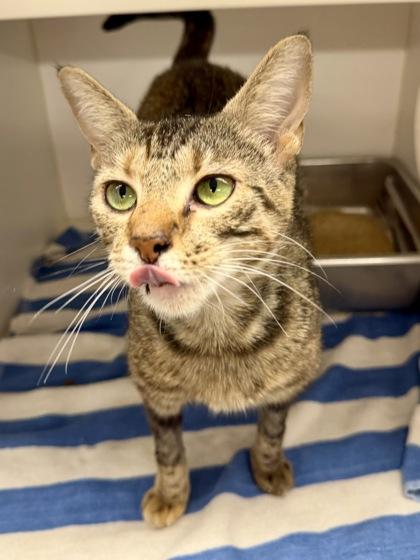 Enlarge Monday (Pounce Cat Cafe), a Adoptable mixed breed in Savannah, GA image 1/3
