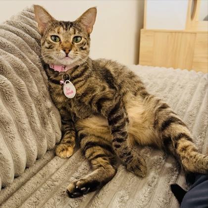 Enlarge Monday (Pounce Cat Cafe), a Adoptable mixed breed in Savannah, GA image 2/3
