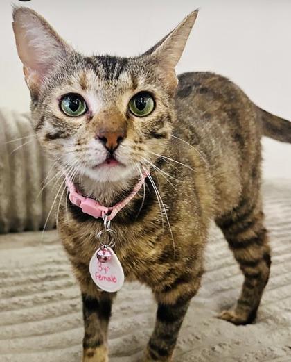 Enlarge Monday (Pounce Cat Cafe), a Adoptable mixed breed in Savannah, GA image 3/3