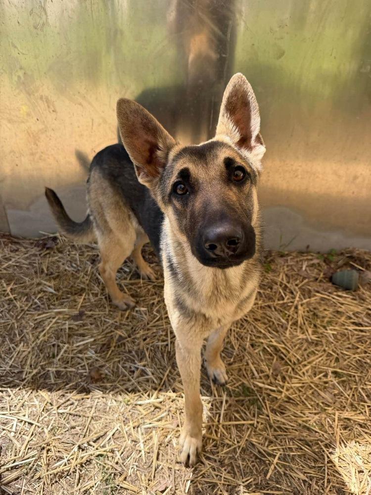 Cupcake, Adoptable, Puppy Female German Shepherd Dog.