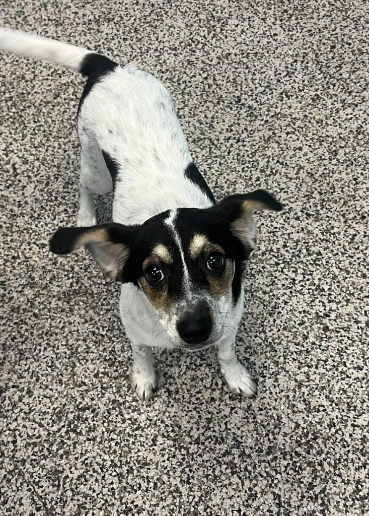 Enlarge Lexi, a Adoptable mixed breed in Kendallville, IN image 2/3