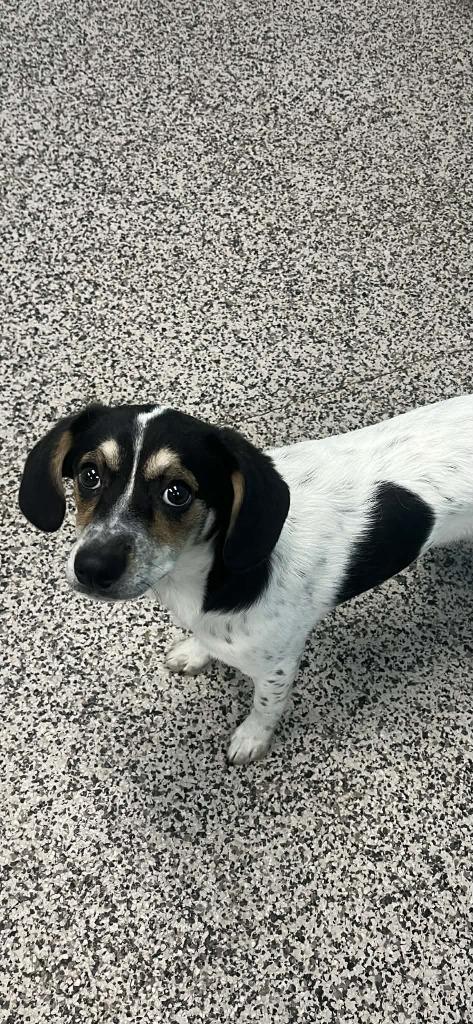 Enlarge Lexi, a Adoptable mixed breed in Kendallville, IN image 3/3