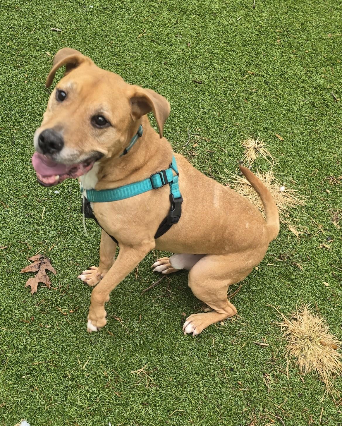 Enlarge Bryson, an adoptable mixed breed in Severn, MD image 2/4