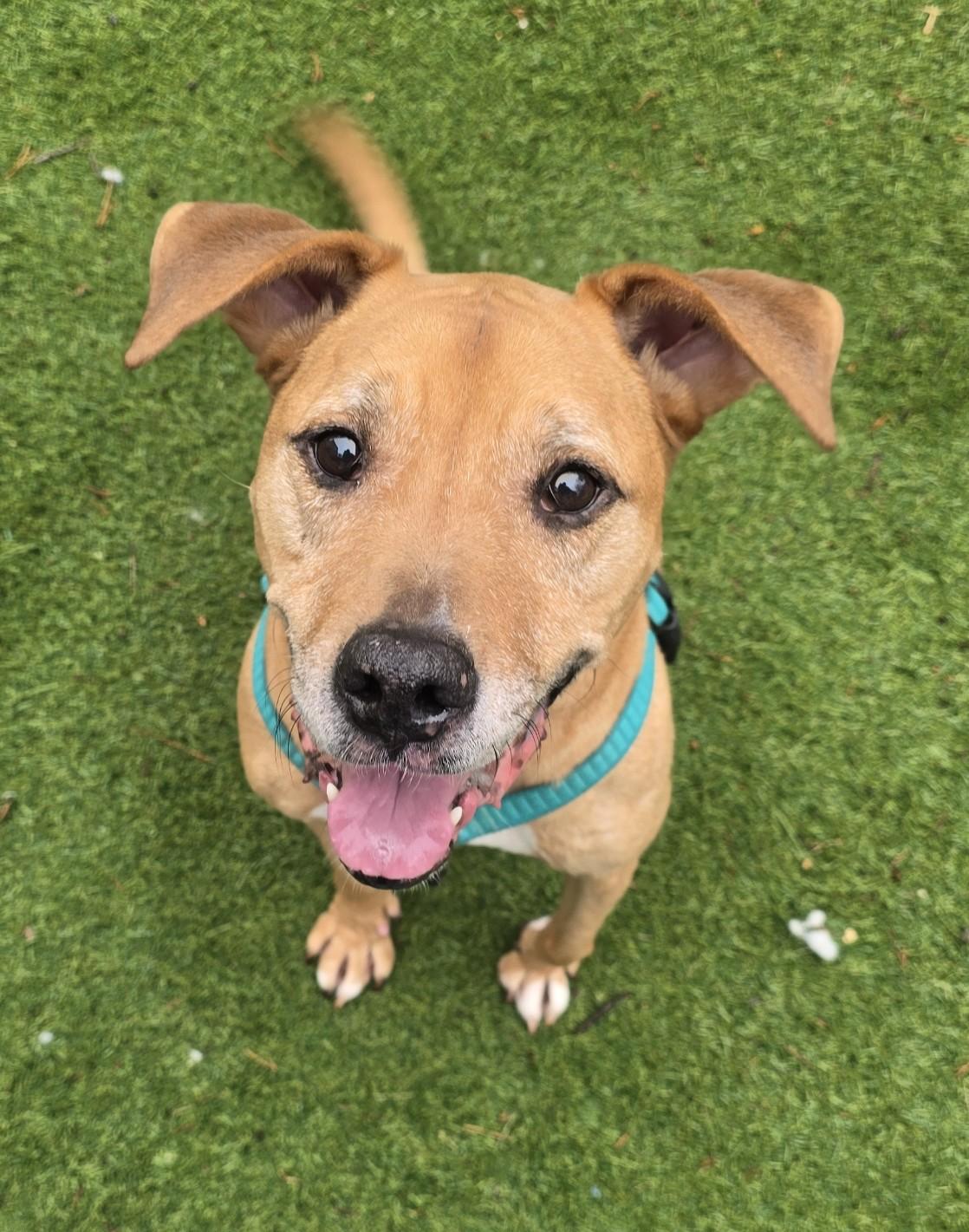 Enlarge Bryson, an adoptable mixed breed in Severn, MD image 3/4