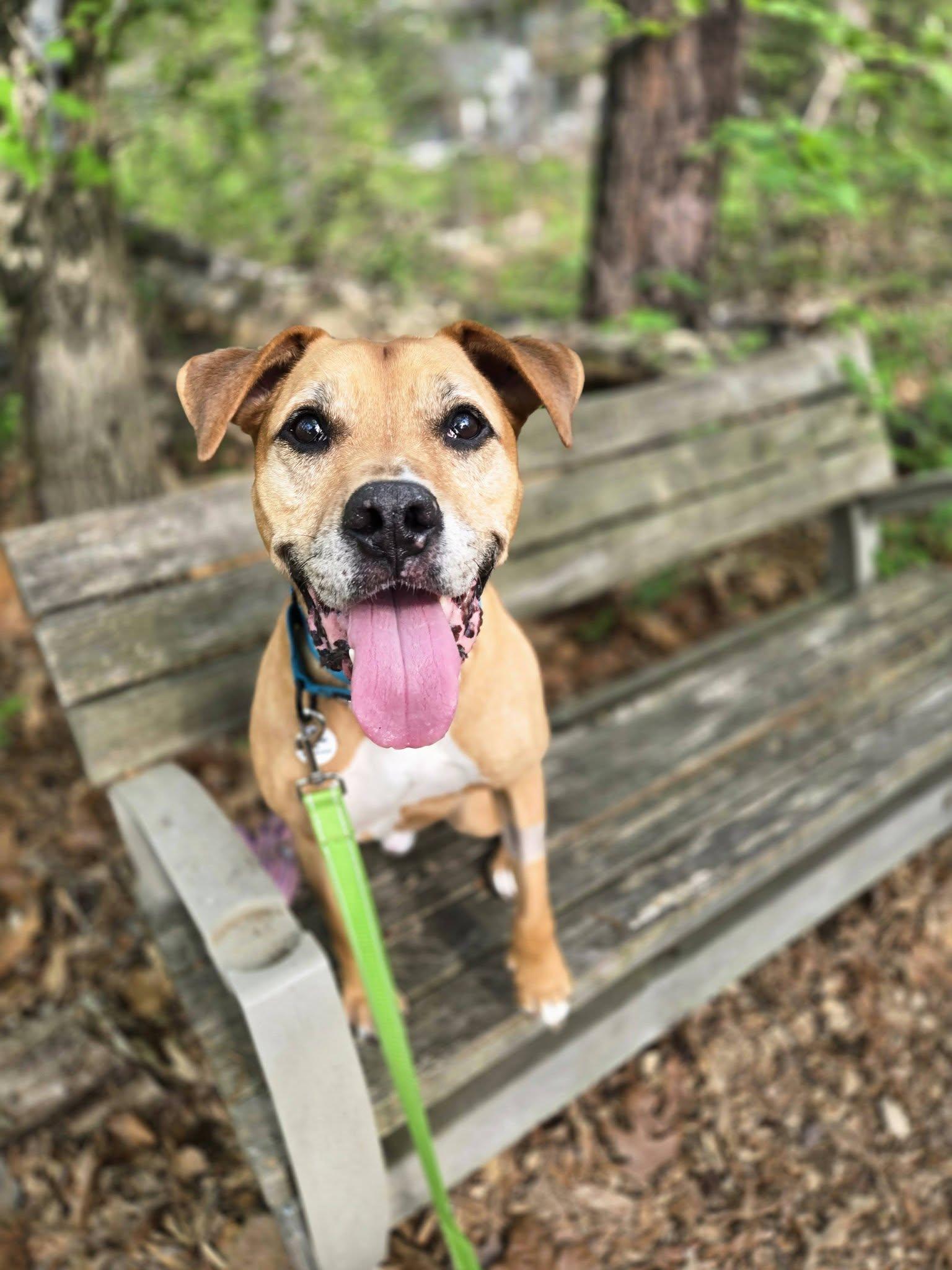 Enlarge Bryson, an adoptable mixed breed in Severn, MD image 5/5