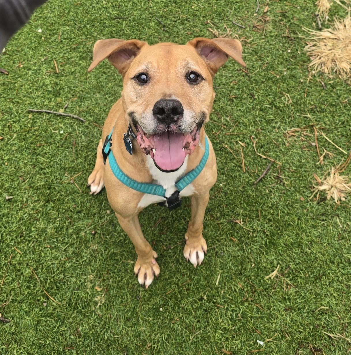 Enlarge Bryson, an adoptable mixed breed in Severn, MD image 1/4