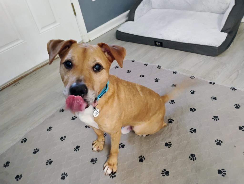 Enlarge Bryson, an adoptable mixed breed in Severn, MD image 4/4