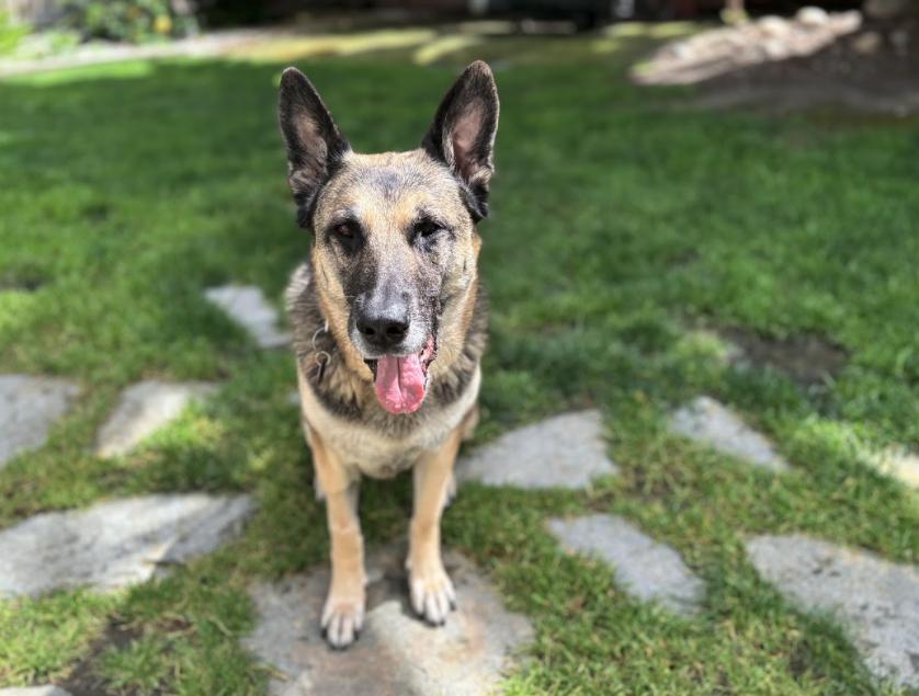 Enlarge Duchess, a Adoptable mixed breed in San Jose, CA image 2/6