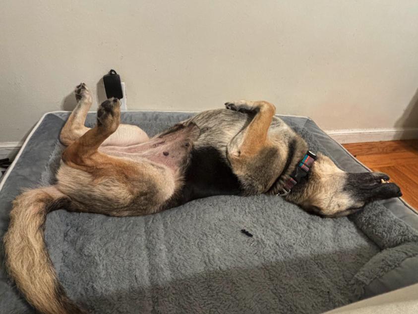 Enlarge Duchess, a Adoptable mixed breed in San Jose, CA image 3/6