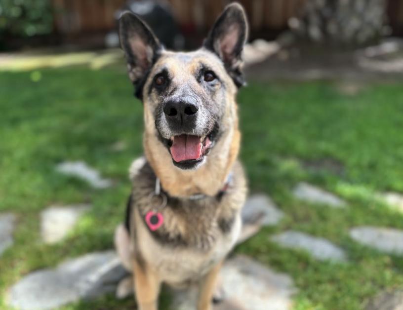 Enlarge Duchess, a Adoptable mixed breed in San Jose, CA image 4/6