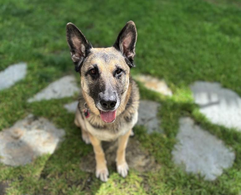 Enlarge Duchess, a Adoptable mixed breed in San Jose, CA image 5/6