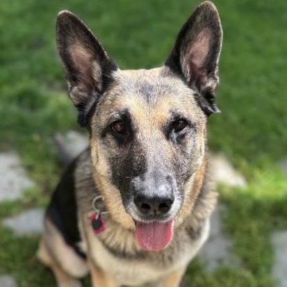 Enlarge Duchess, a Adoptable mixed breed in San Jose, CA image 6/6