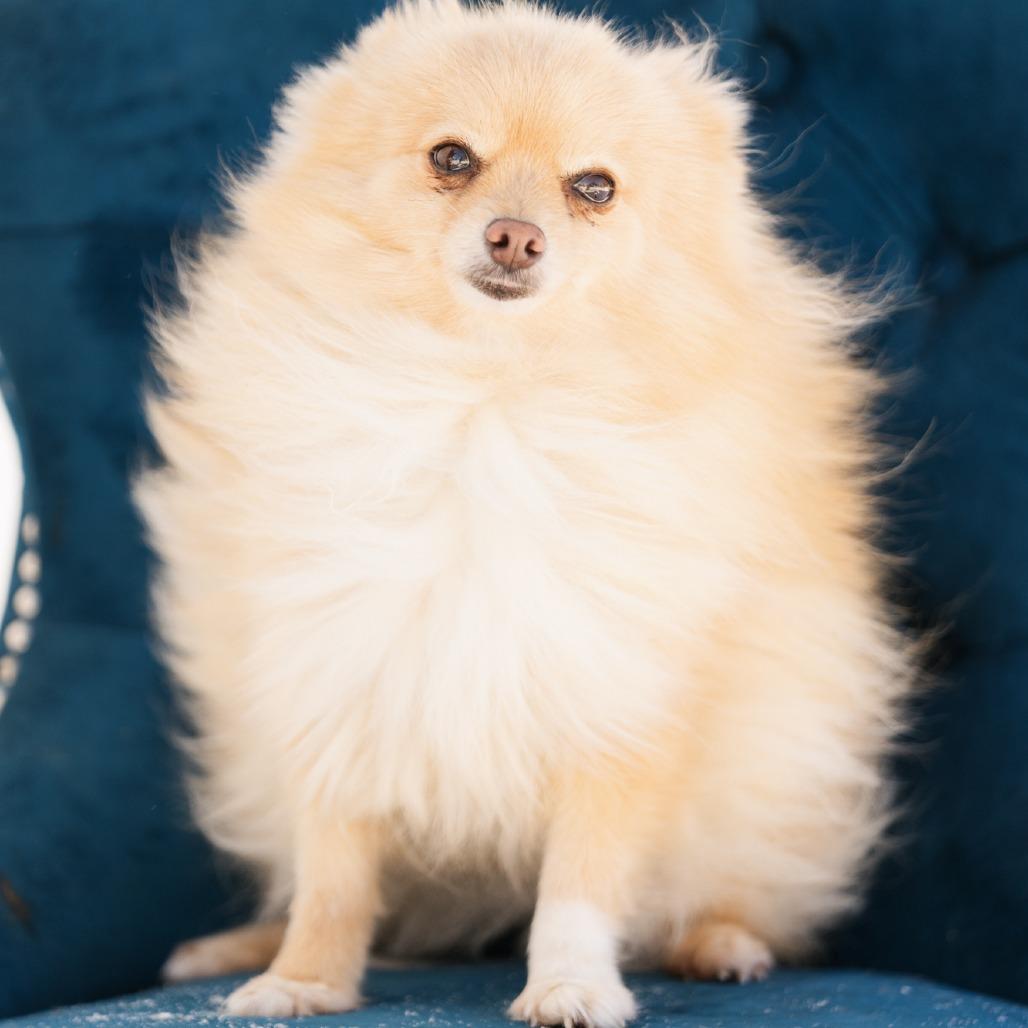 Enlarge Abigail, a ADOPTABLE Pomeranian in Zionsville, IN image 1/1