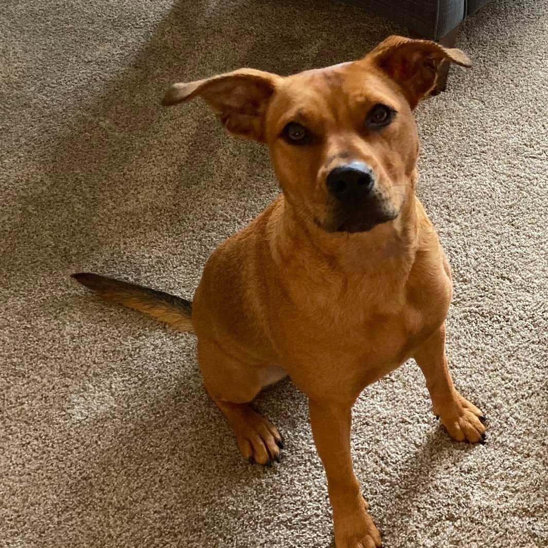 Enlarge Ellie, a ADOPTABLE mixed breed in Grafton, OH image 4/6