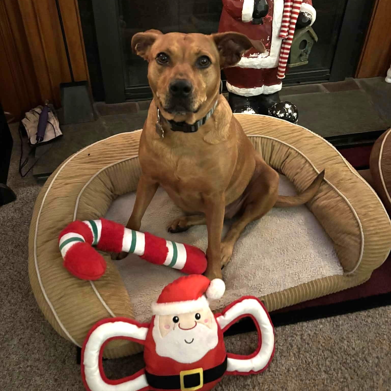 Enlarge Ellie, a ADOPTABLE mixed breed in Grafton, OH image 5/6