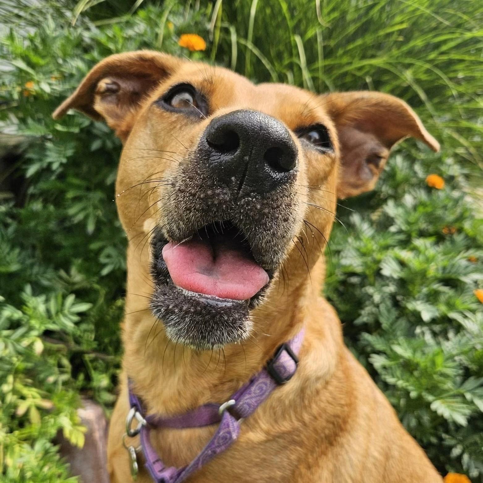 Enlarge Ellie, a ADOPTABLE mixed breed in Grafton, OH image 1/6