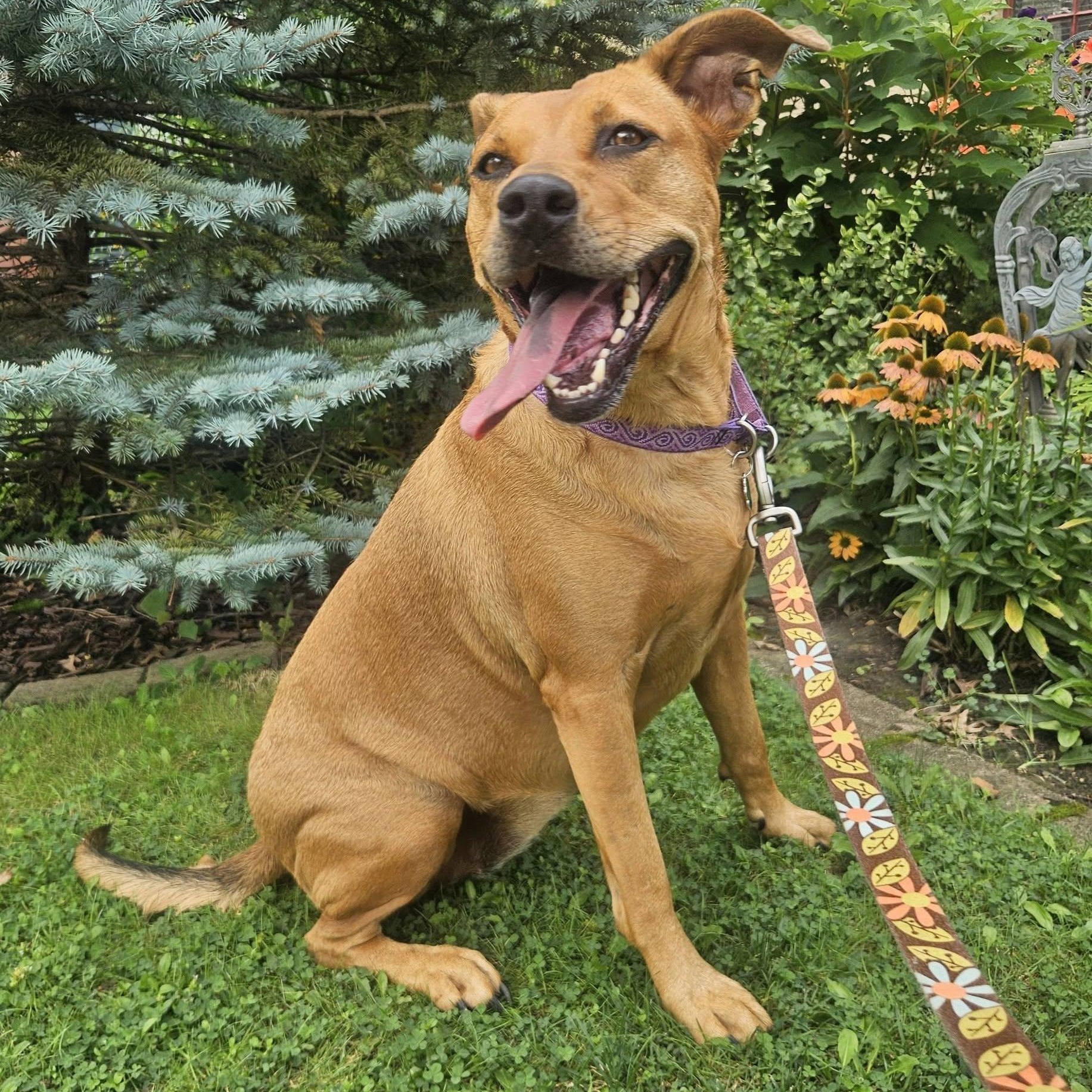 Enlarge Ellie, a ADOPTABLE mixed breed in Grafton, OH image 2/6
