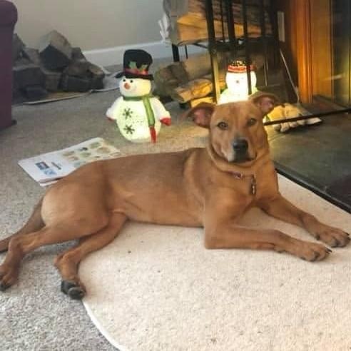 Enlarge Ellie, a ADOPTABLE mixed breed in Grafton, OH image 3/6