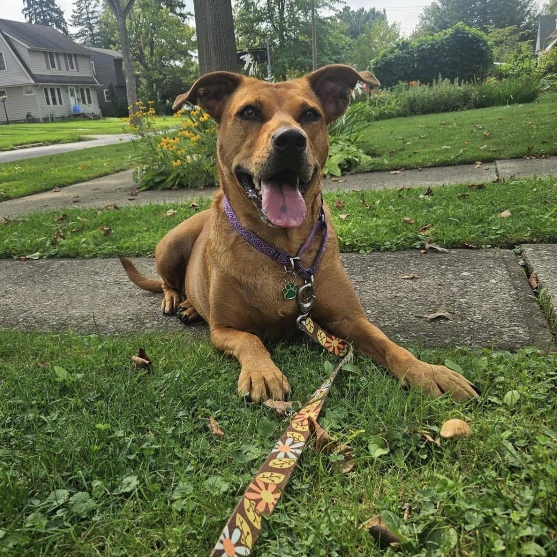 Enlarge Ellie, a ADOPTABLE mixed breed in Grafton, OH image 6/6