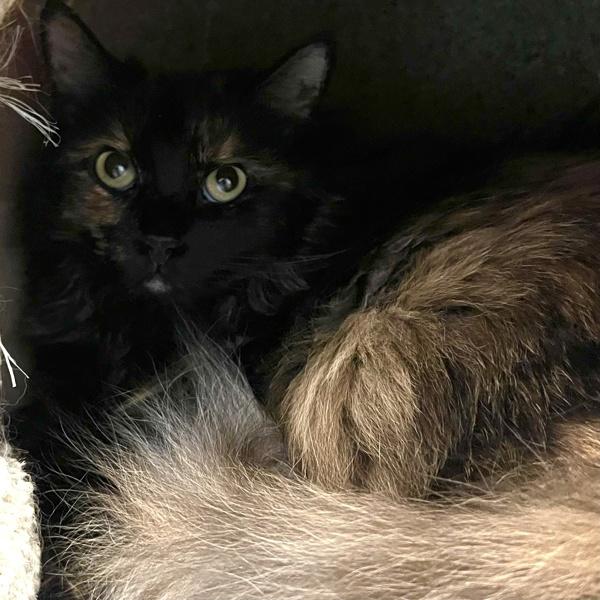 Luna, Adoptable, Adult Female Domestic Long Hair.