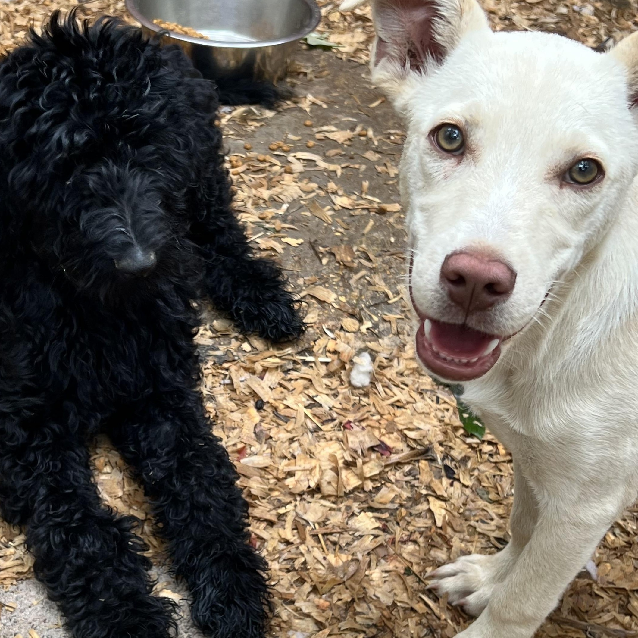 Mr. Columbus, a ADOPTABLE mixed breed in Myrtle, MS image 5/5