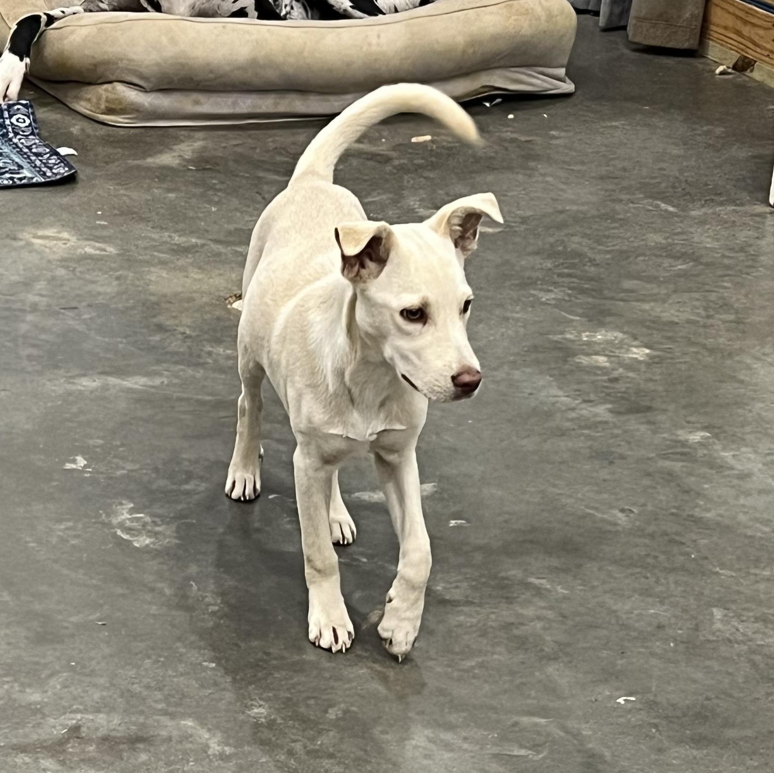 Mr. Columbus, a ADOPTABLE mixed breed in Myrtle, MS image 2/5