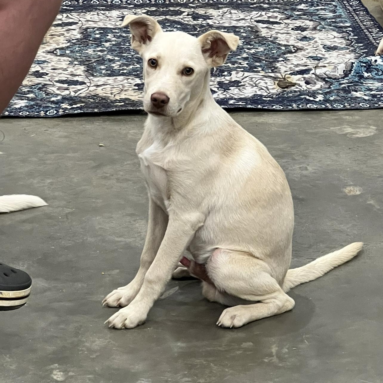 Mr. Columbus, a ADOPTABLE mixed breed in Myrtle, MS image 4/5