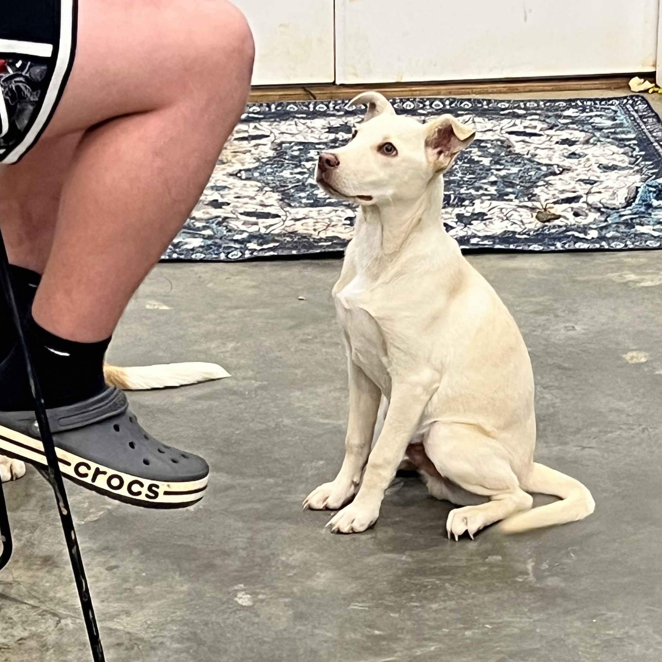 Mr. Columbus, a ADOPTABLE mixed breed in Myrtle, MS image 3/5
